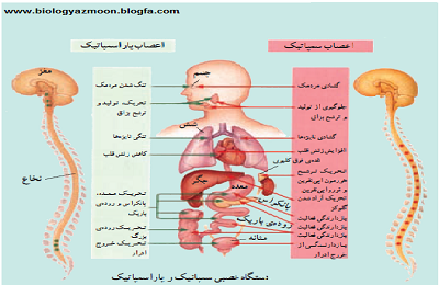 «تعادل» ميان اعصاب سمپاتيك و پاراسمپاتيك، با شستن تمام بدن حاصل مي شود